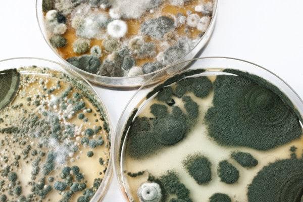 Image result for mold toxicity symptoms, diagnosis and symptoms
