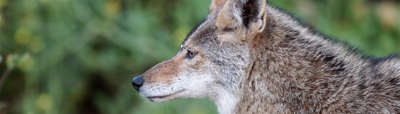 The Basics Of Preventing Coyote Attacks